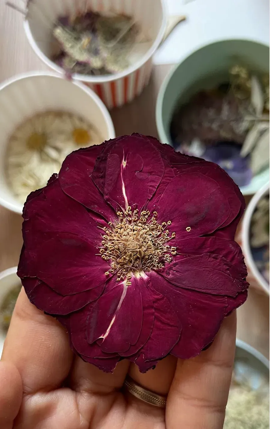 Une main tient une rose pourpre pressée au-dessus de coupelles de pétales séchés