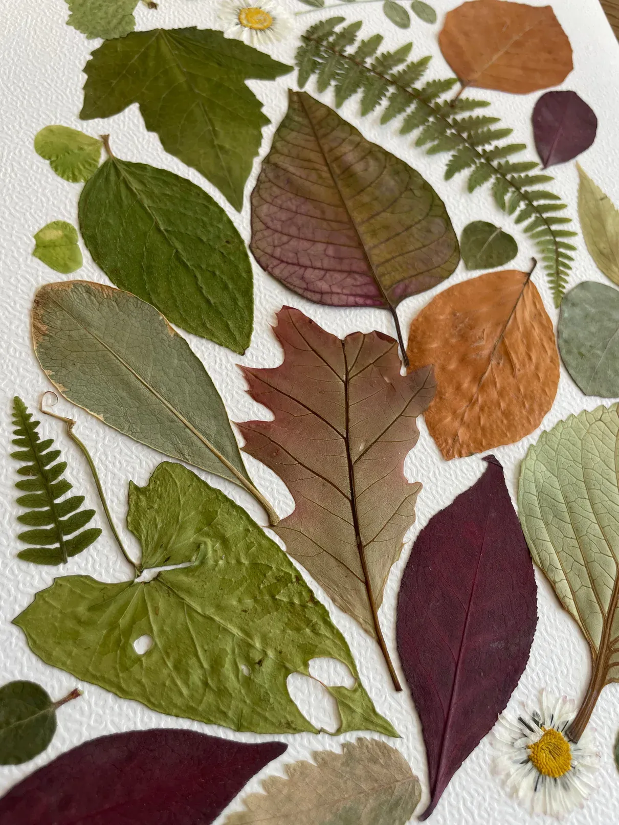 Feuilles et fougères pressées aux tons verts, bruns et prune